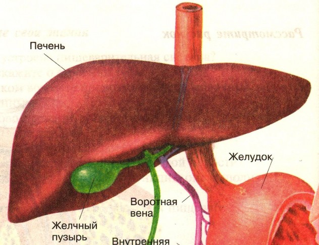 Внедрение инновационных технологий в лечении гепатита С - фото № 1