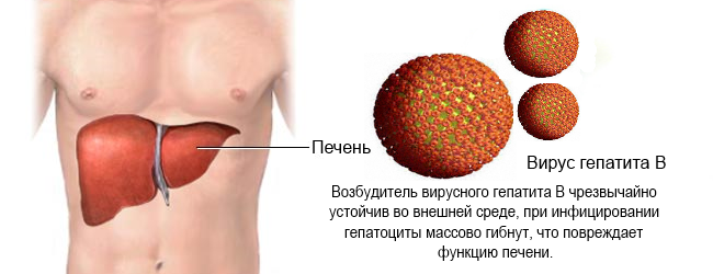 Как влияет ледипасвир (ledipasvir) на организм человека  во время лечения гепатита  С? - фото № 2