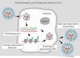 Проблема ХВГ для отечественного здравоохранения - фото № 4